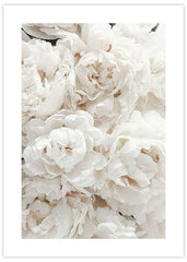 White Roses No1 Poster