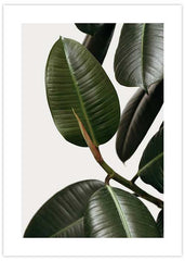 Rubber Plant No1 Poster