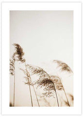 Reeds Sunset Poster