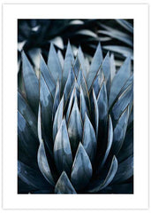 Blue Agave No1 Poster