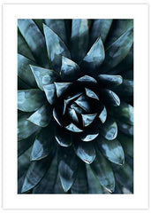 Blue Agave No2 Poster
