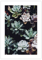 Mixed Succulents Poster