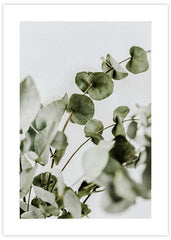 Eucalyptus No2 Poster