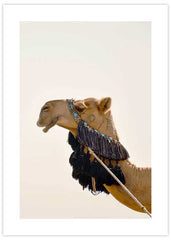 Camel Smiling Poster