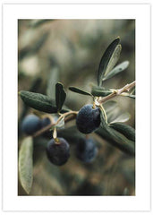 Olive Tree Closeup Poster