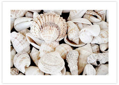 Sea Shell No2 Poster