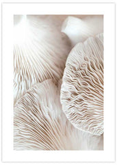 Mushroom Closeup Poster